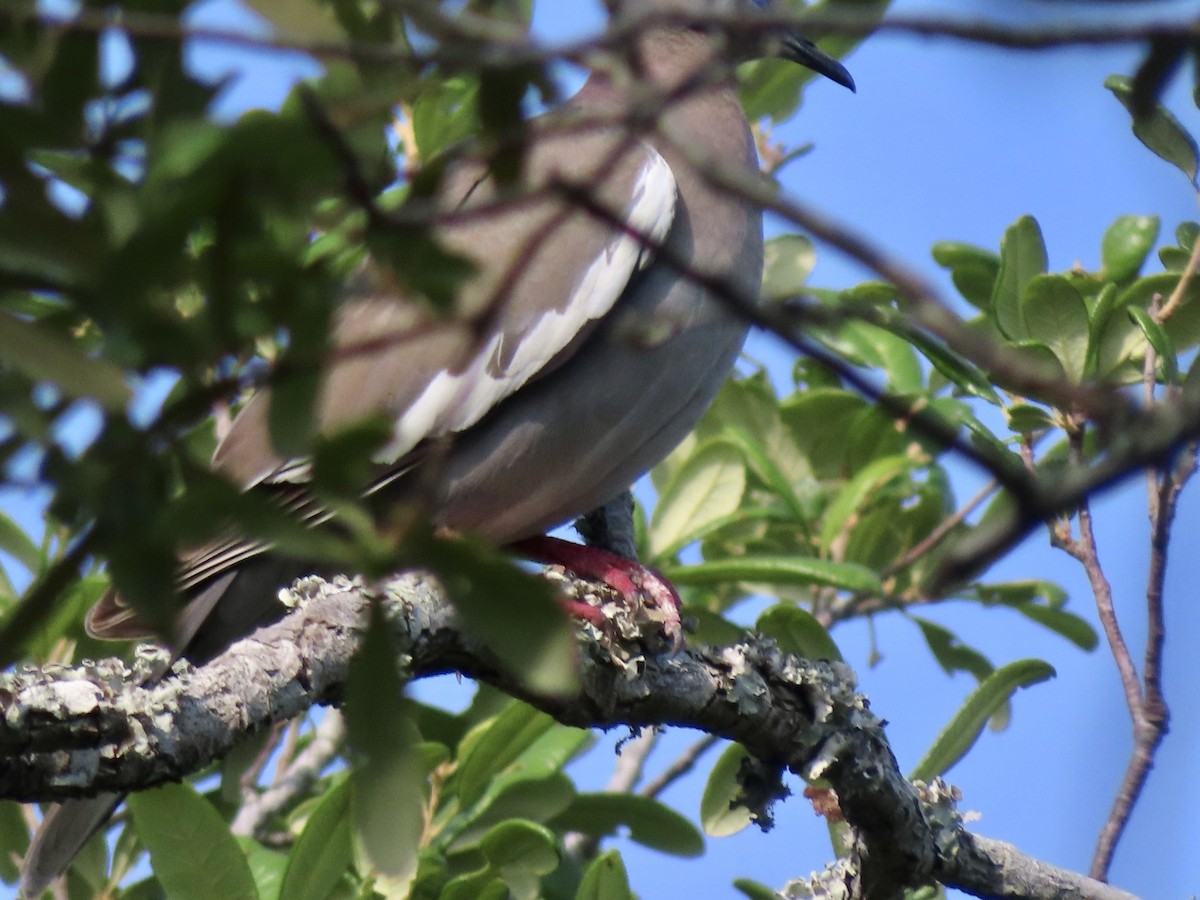 White-winged Dove - ML636095627