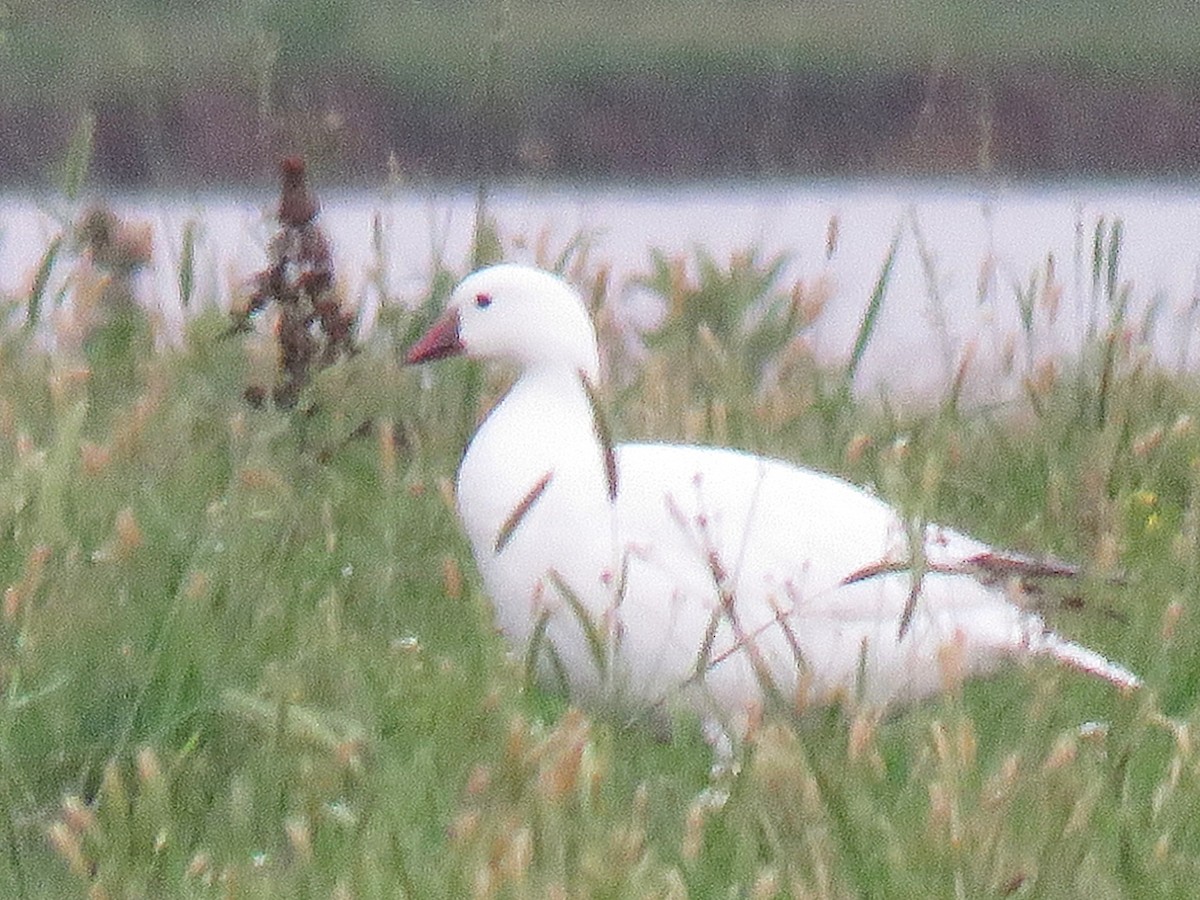 Snow/Ross's Goose - ML636095708