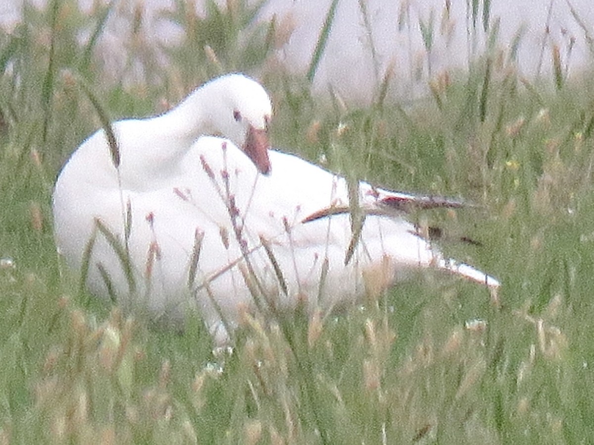 Snow/Ross's Goose - ML636095709
