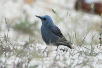Blue Rock-Thrush - ML636095743