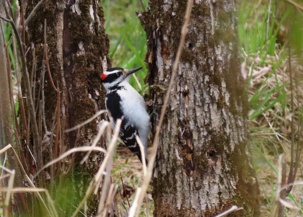Hairy Woodpecker - ML636095815