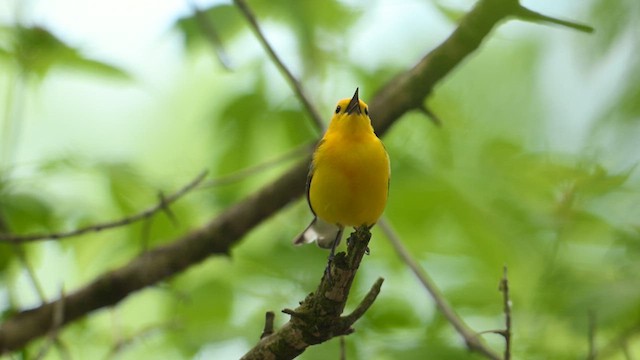 Prothonotary Warbler - ML636095902