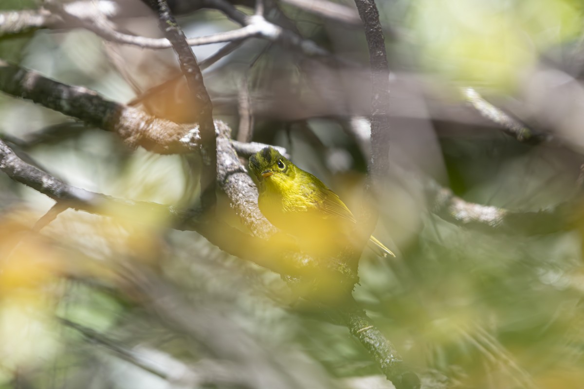 White-spectacled Warbler - ML636095914