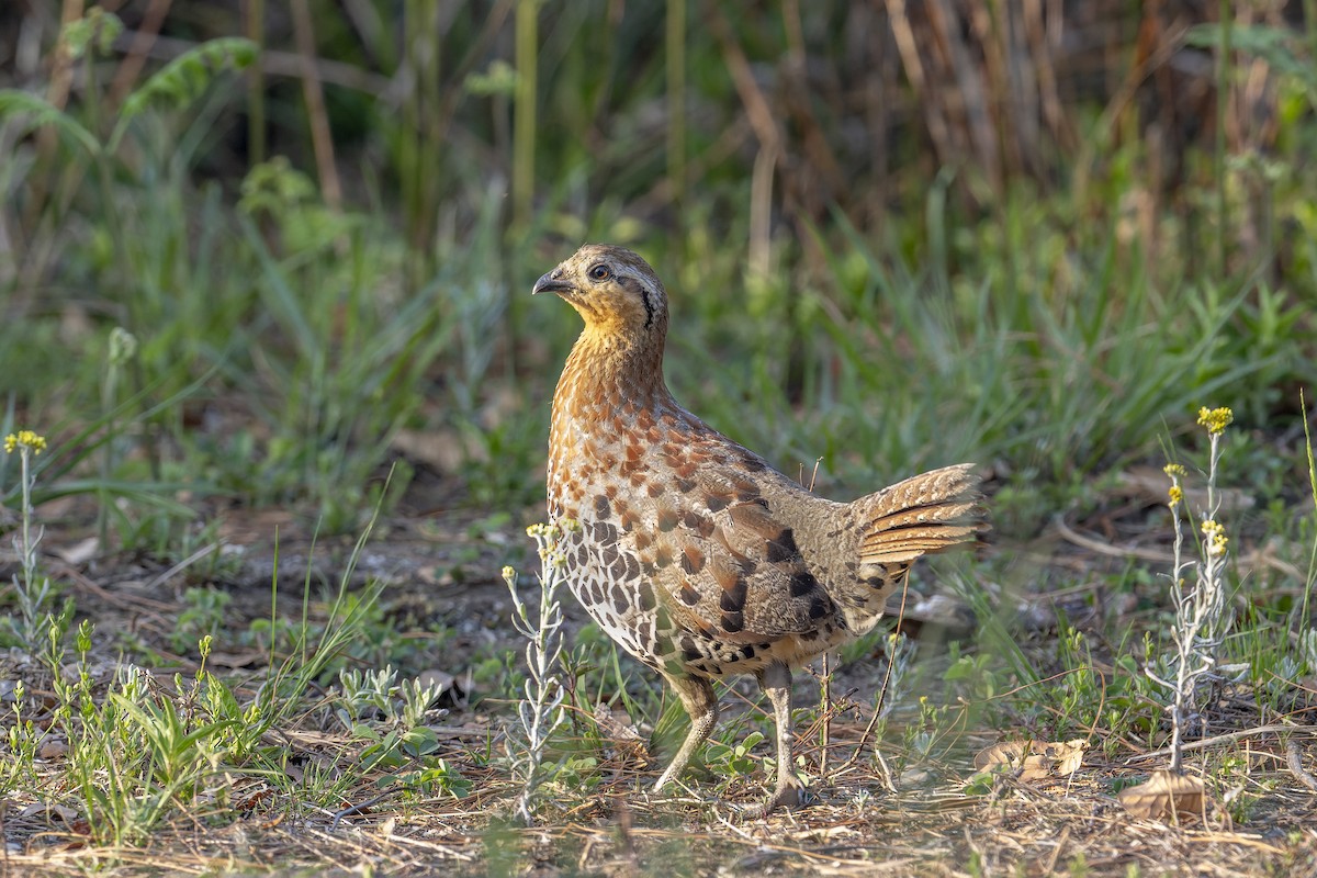 Mountain Bamboo-Partridge - ML636095916