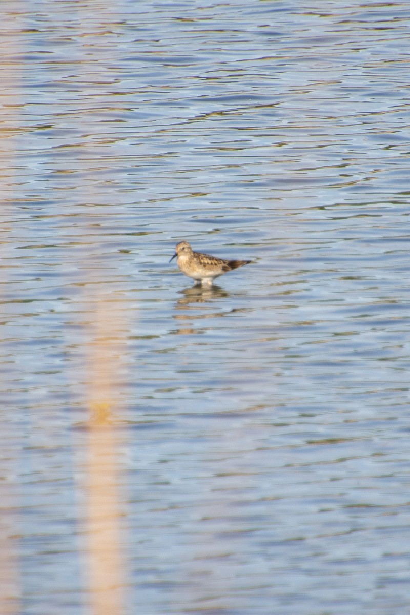 Baird's Sandpiper - ML636096004