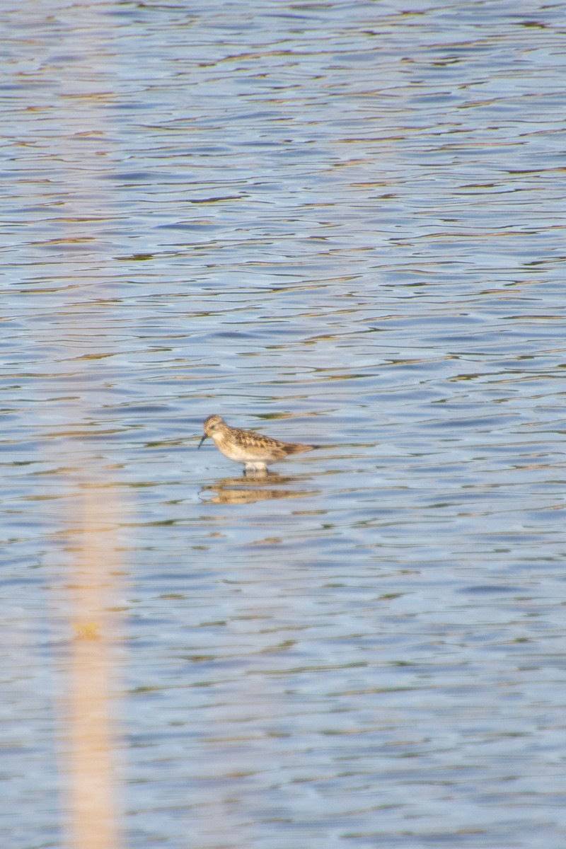 Baird's Sandpiper - ML636096005