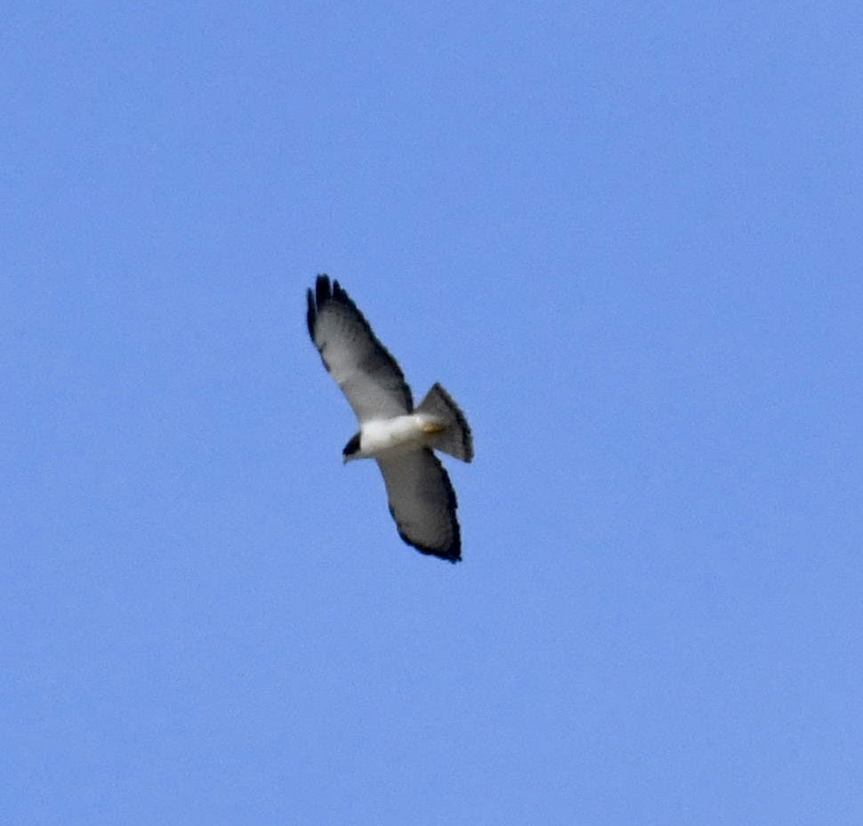 Short-tailed Hawk - ML636096027