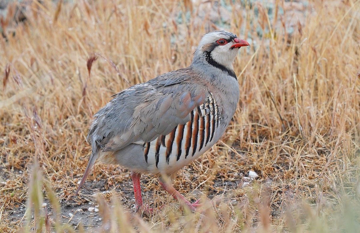 Chukar - ML636096238