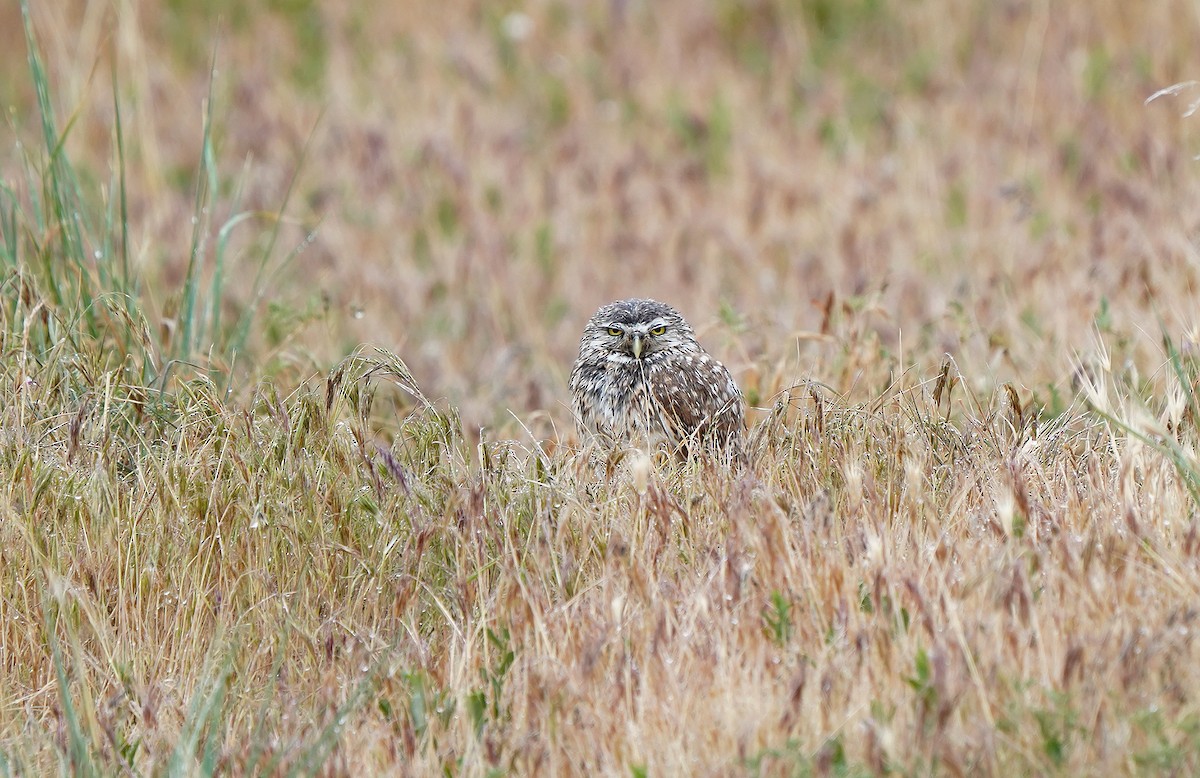 Burrowing Owl - ML636096247