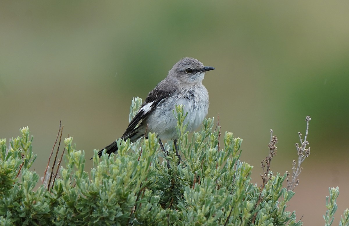 Northern Mockingbird - ML636096258