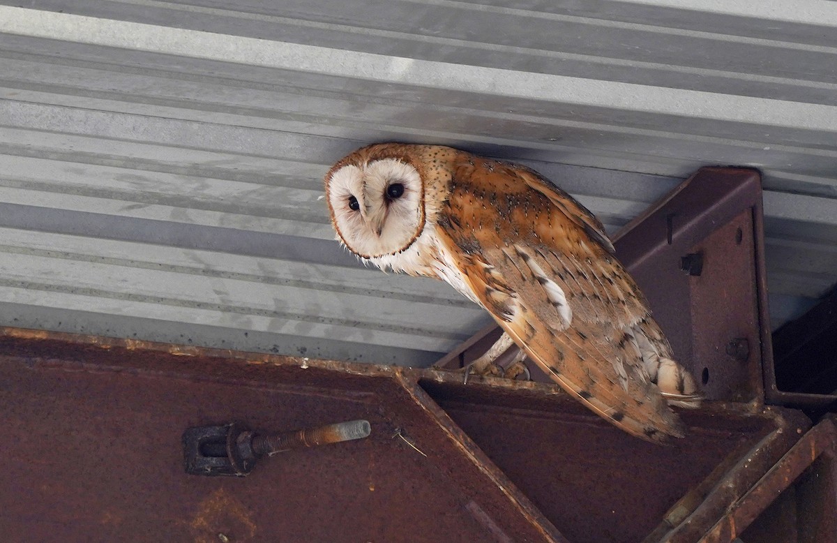 American Barn Owl - ML636096270