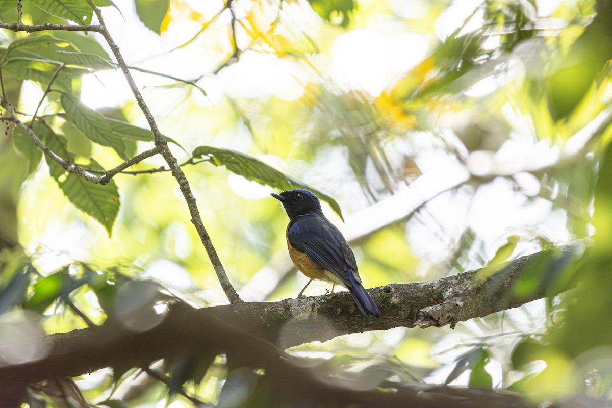 Davidblauschnäpper - ML636096278