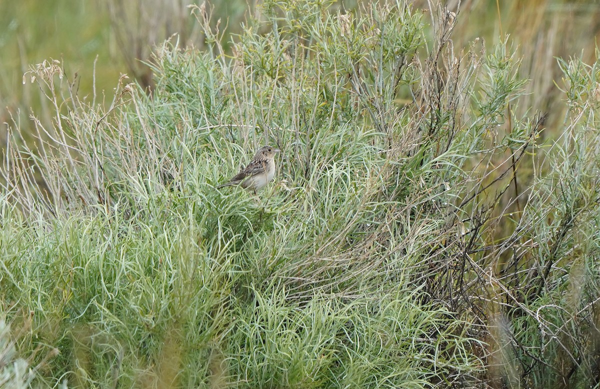 Grasshopper Sparrow - ML636096279