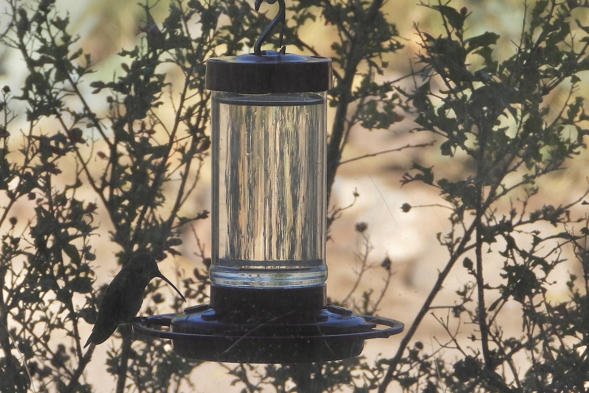 Lucifer Hummingbird - ML636096282