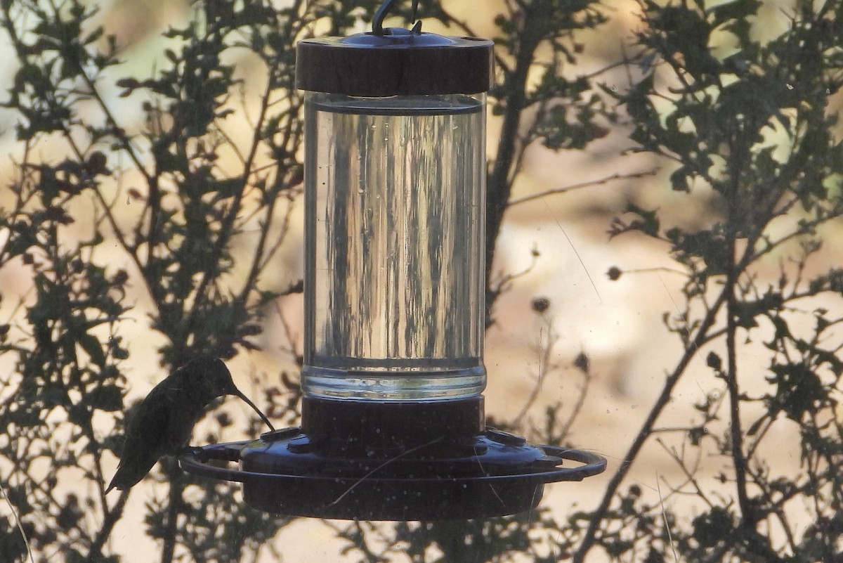 Lucifer Hummingbird - ML636096283