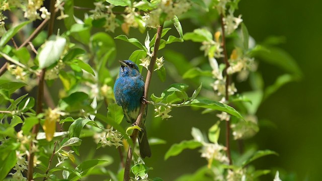 Indigo Bunting - ML636096344