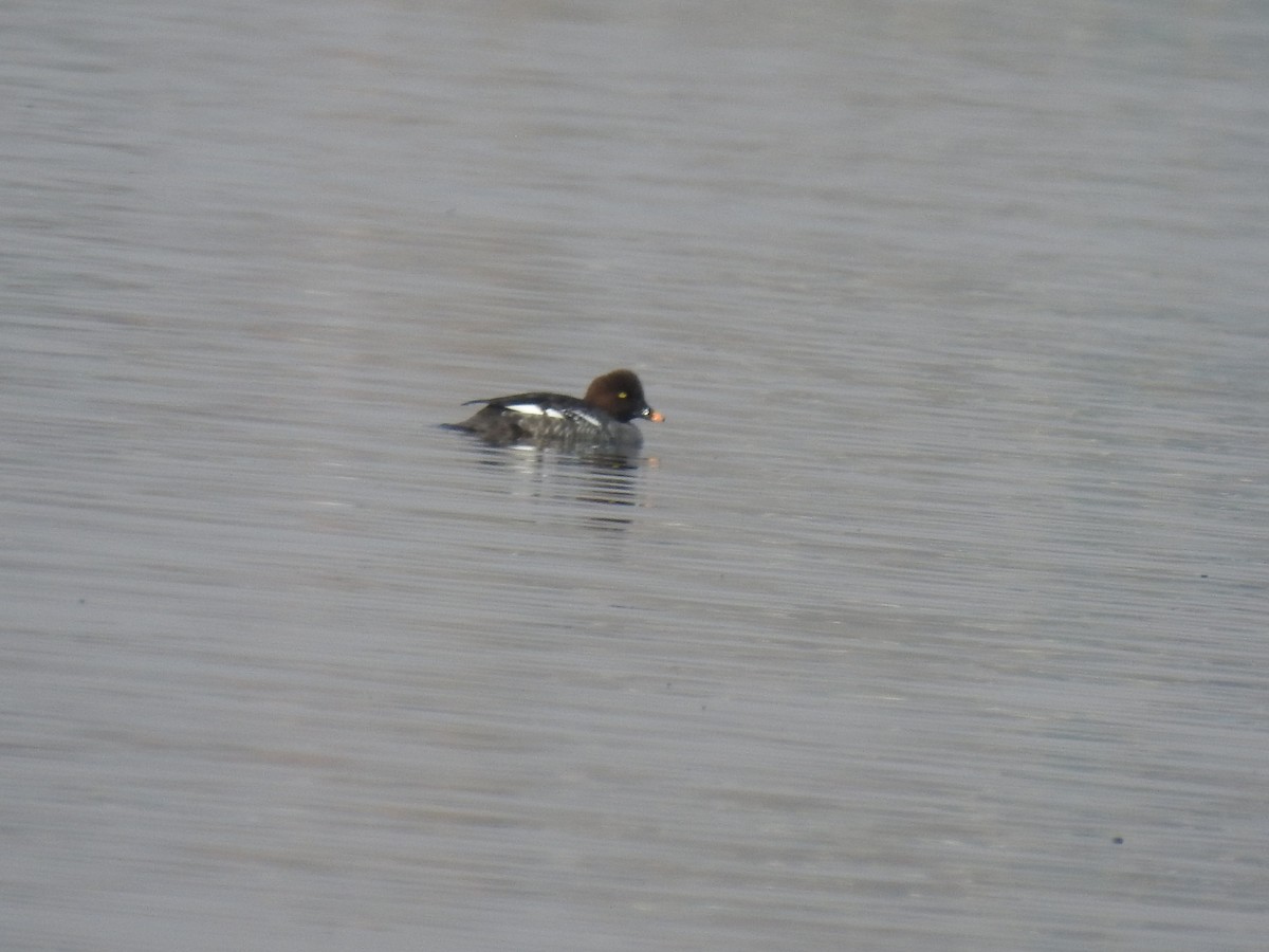 עבראש ירוק - ML636096405
