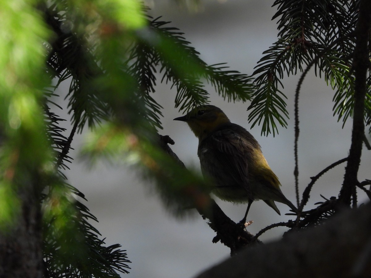 Cape May Warbler - ML636096523
