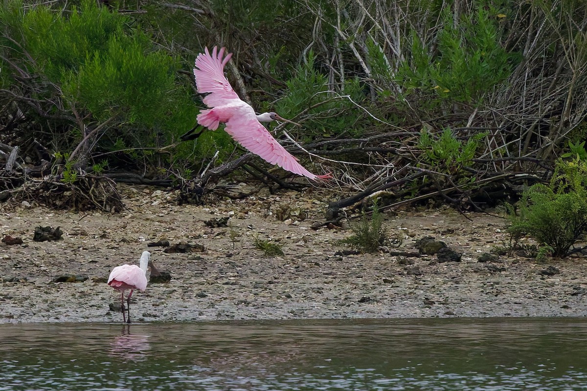 Roseate Spoonbill - ML636096551