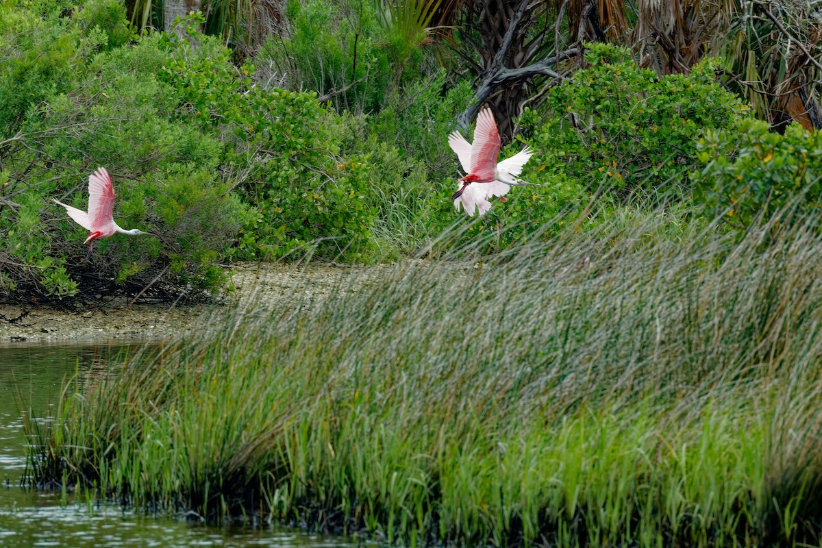 Roseate Spoonbill - ML636096554