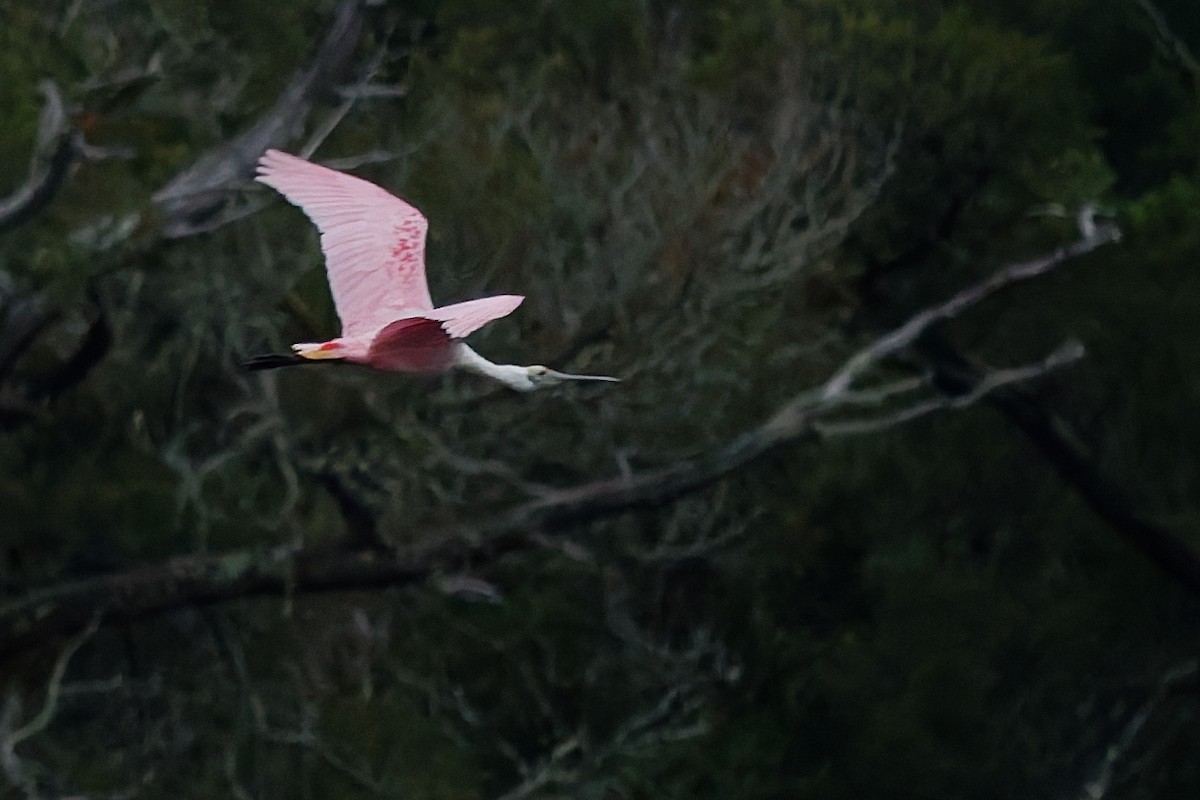 Roseate Spoonbill - ML636096555