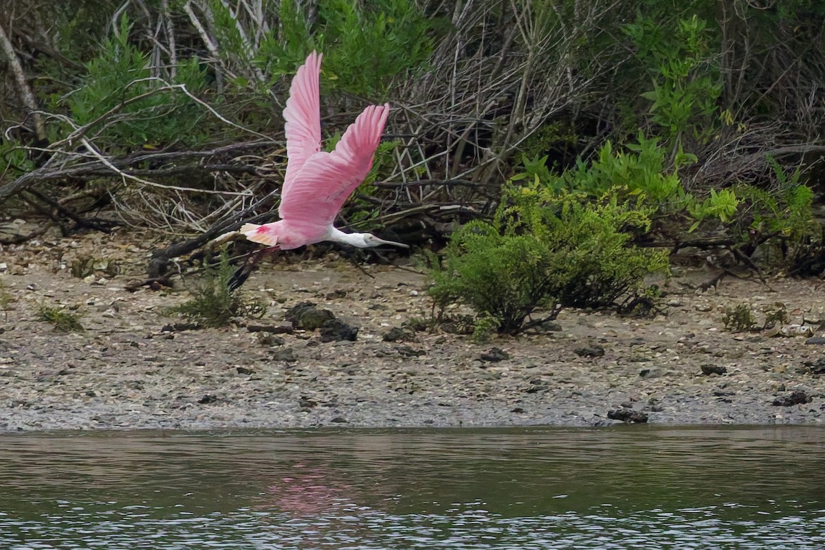 Roseate Spoonbill - ML636096561