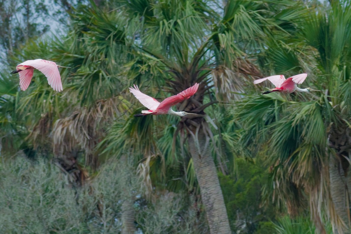 Roseate Spoonbill - ML636096562