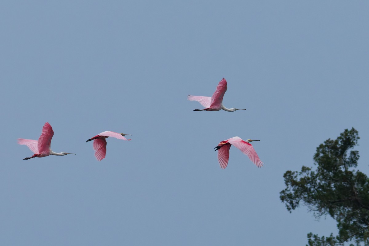 Roseate Spoonbill - ML636096563