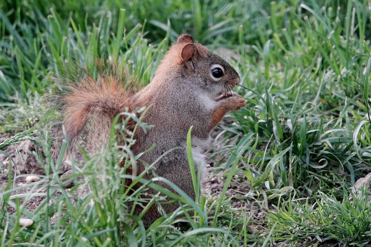 Animals - ML636096667