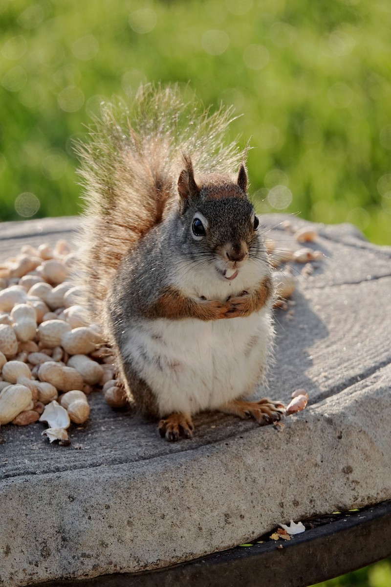 Animals - ML636096668