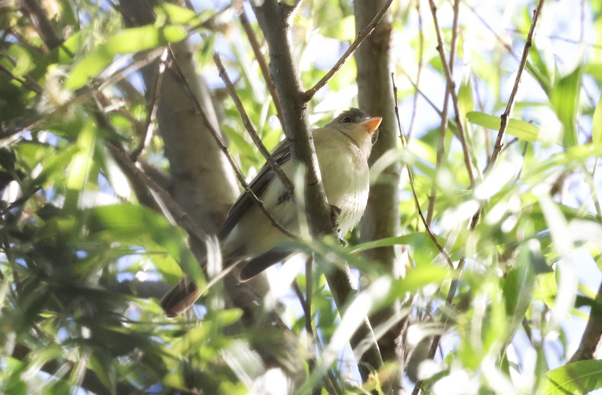 Willow Flycatcher (Southwestern) - ML636096677