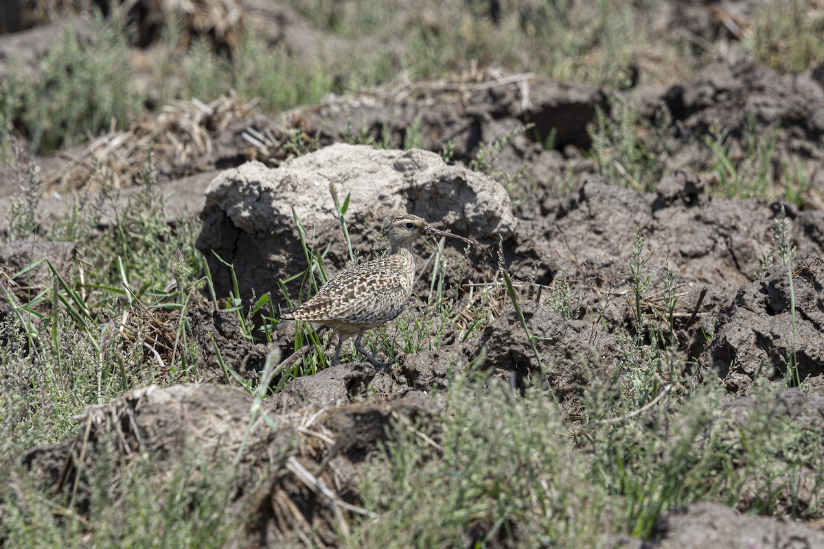 Little Curlew - ML636096700