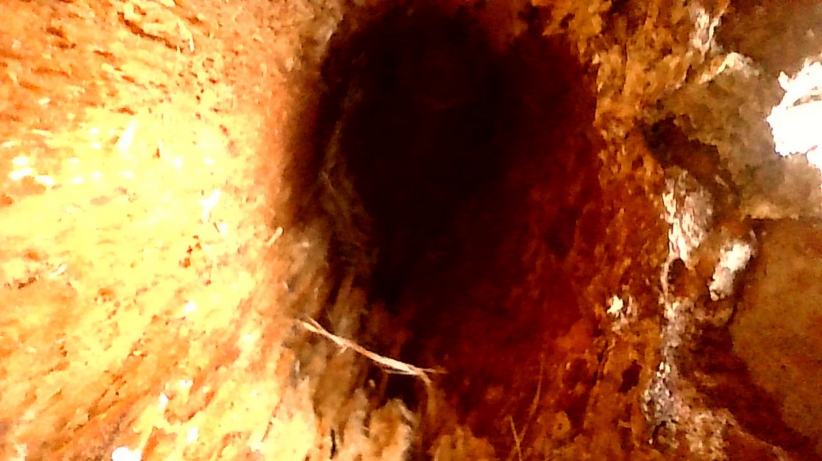 Brown-headed Nuthatch - ML636096712