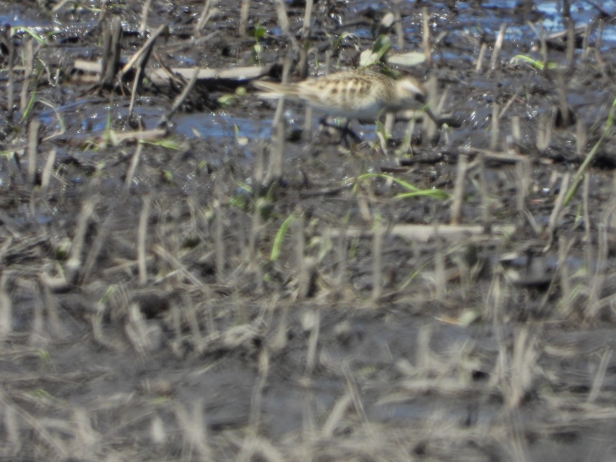 Baird's Sandpiper - ML636096720