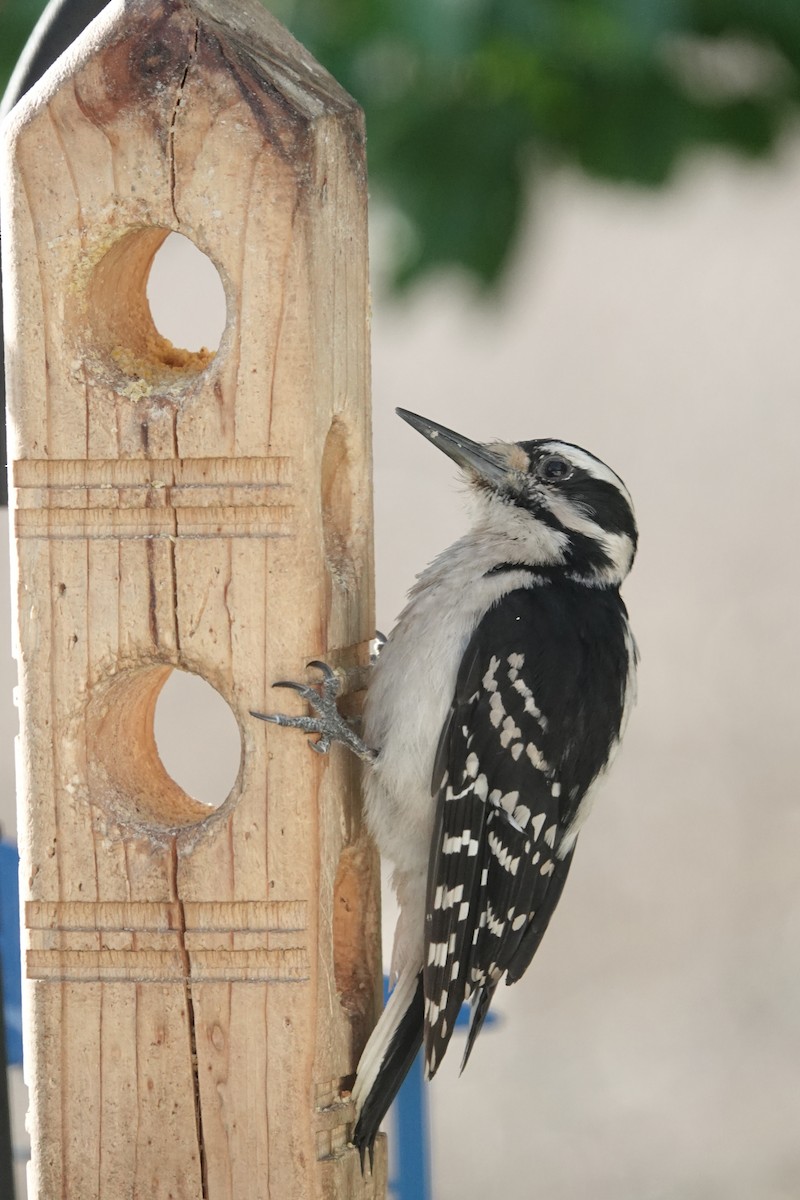 Hairy Woodpecker - ML636096774