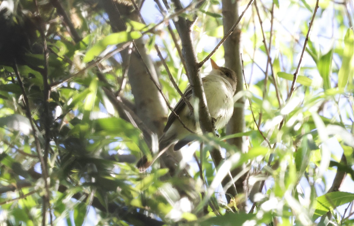 Willow Flycatcher (Southwestern) - ML636096795