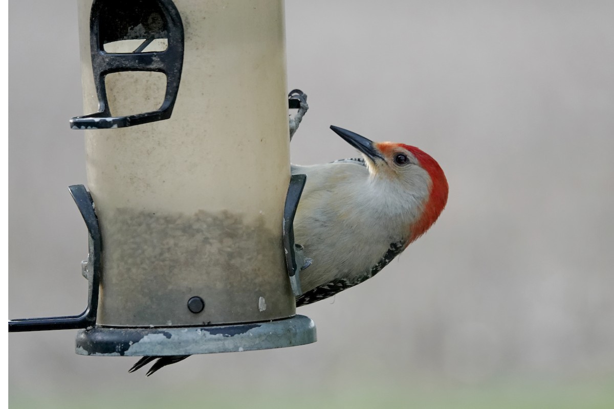Red-bellied Woodpecker - ML636096796