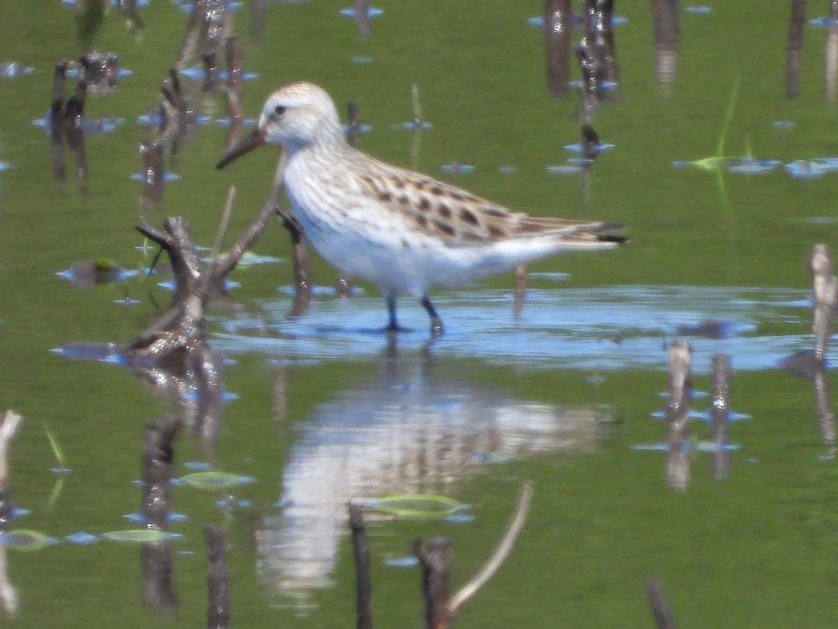 White-rumped Sandpiper - ML636096800