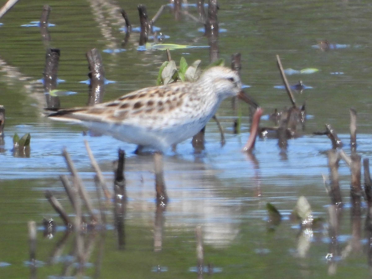 White-rumped Sandpiper - ML636096801