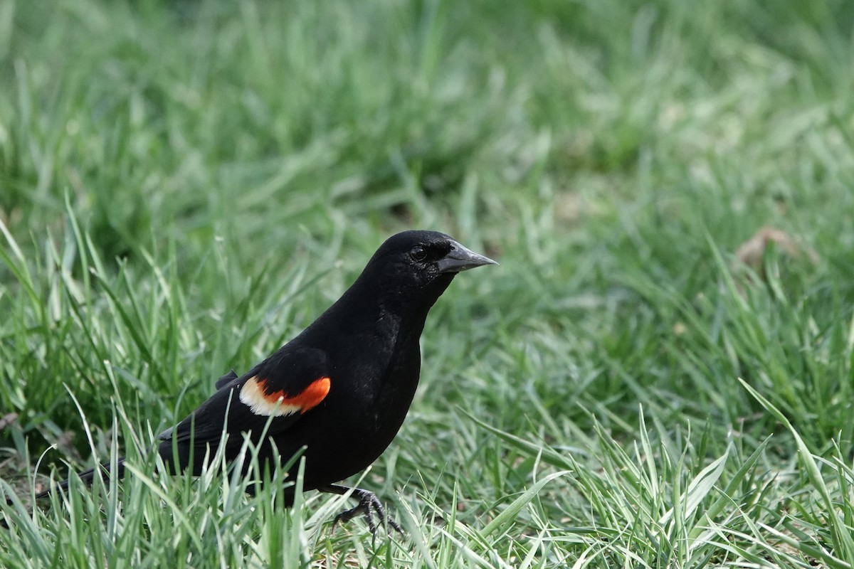 Red-winged Blackbird - ML636096827