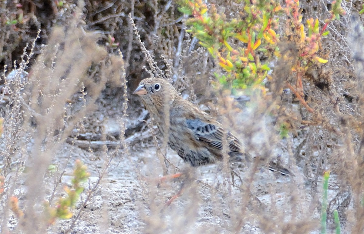 Carbonated Sierra Finch - ML636096849