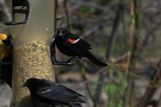 Tricolored Blackbird - ML636096910