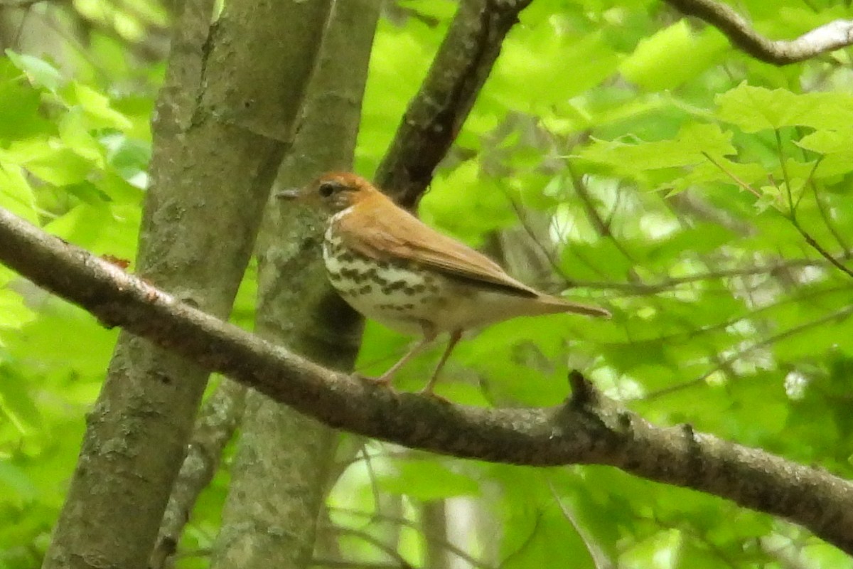Wood Thrush - ML636096926