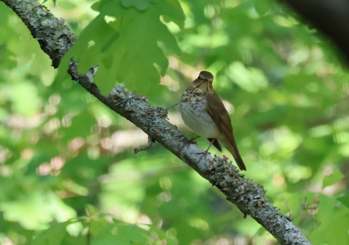 Swainson's Thrush - ML636096927