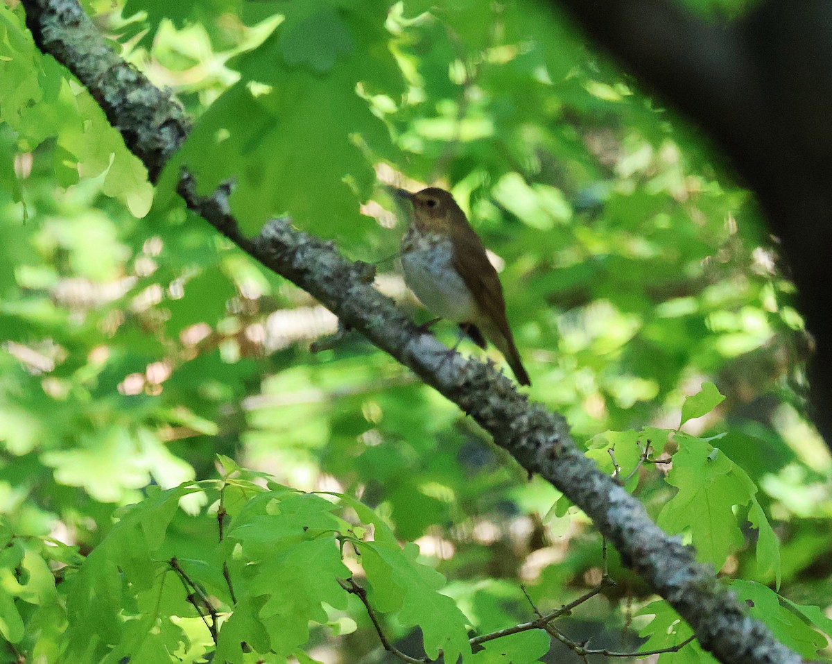 Swainson's Thrush - ML636096928