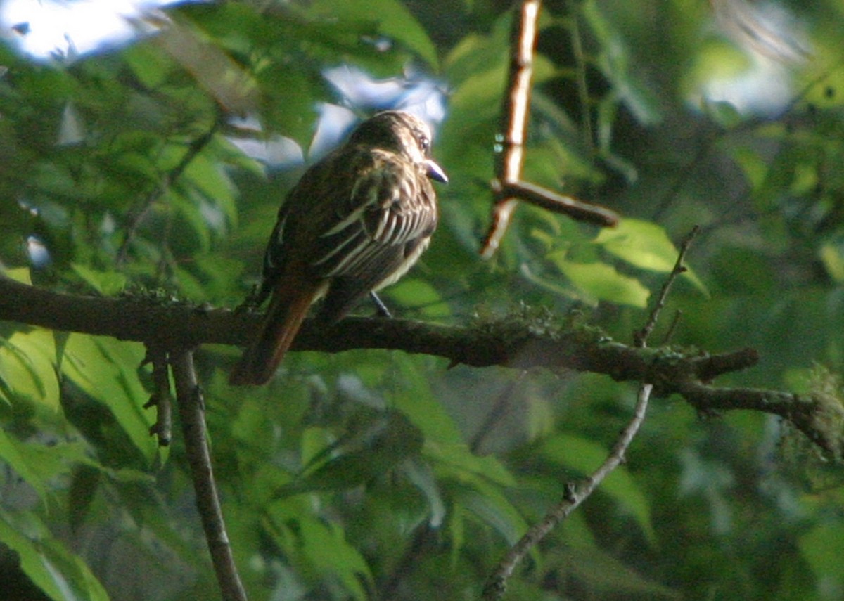 Sulphur-bellied Flycatcher - ML636096950