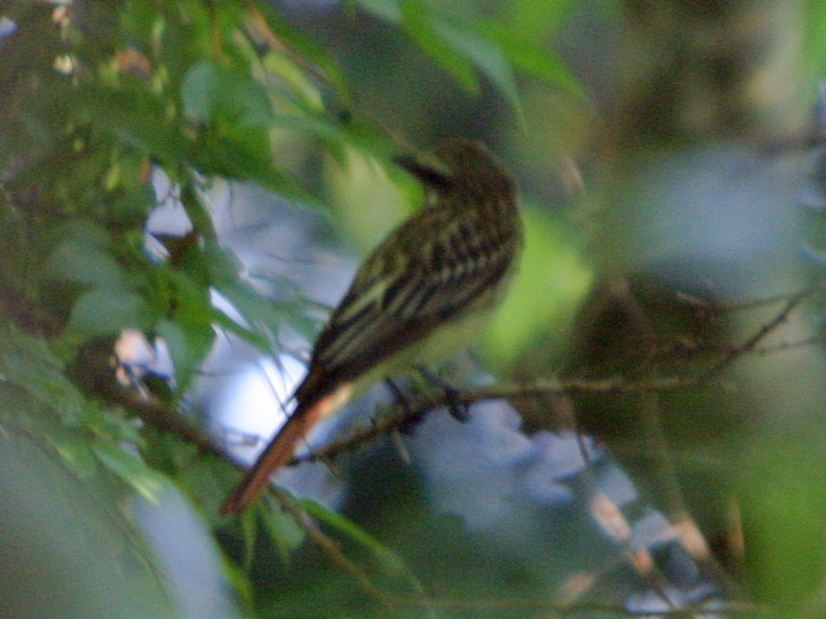 Sulphur-bellied Flycatcher - ML636096955