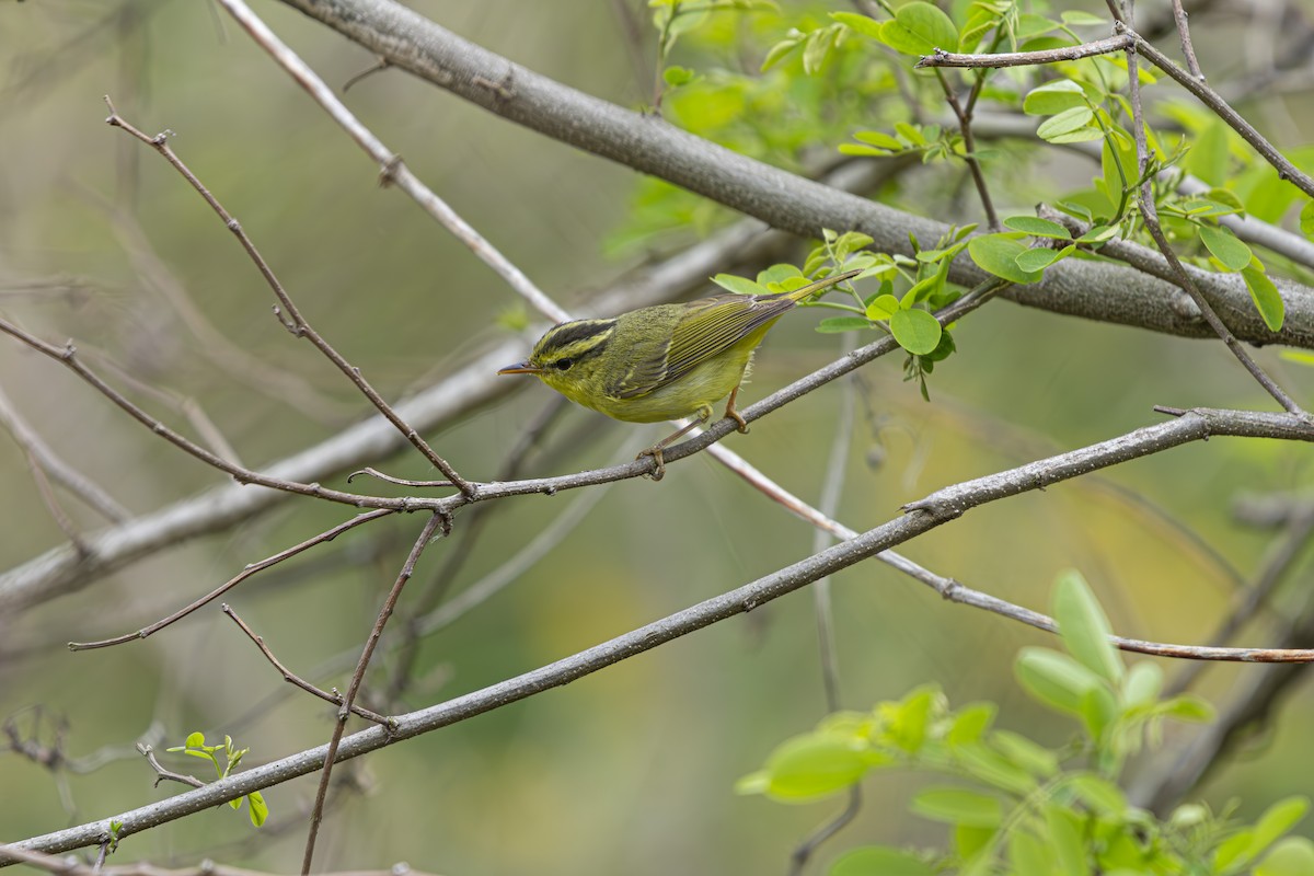 Pouillot de Rickett - ML636096960