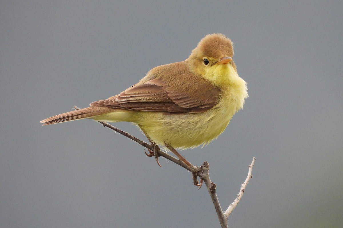 Melodious Warbler - ML636096992