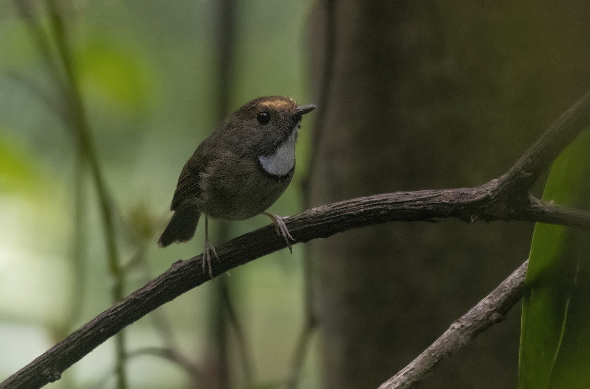 White-gorgeted Flycatcher - ML636097115